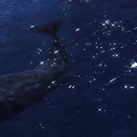 “52赫兹的鲸鱼寻找孤独”