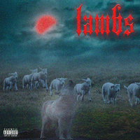 lambs.